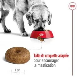 Royal Canin - Croquettes Maxi Ageing 8+ pour Chien Senior