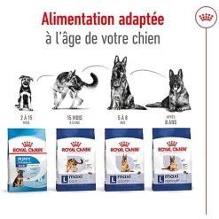 Royal Canin - Croquettes Maxi Ageing 8+ pour Chien Senior