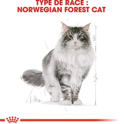 Royal Canin - Croquettes Norwegian Adult pour Chat