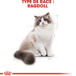 Royal Canin - Croquettes Ragdoll Adult Pour Chat