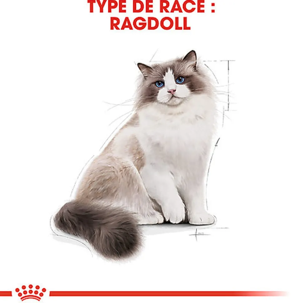 Royal Canin - Croquettes Ragdoll Adult Pour Chat