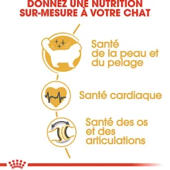 Royal Canin - Croquettes Ragdoll Adult Pour Chat