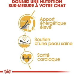 Royal Canin - Croquettes SPHYNX ADULT pour chats - 10KG