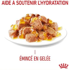 ROYAL CANIN -  SACHET FRAICHEUR URINARY EN GELEE CHAT ADULTE SANTE URINAIRE - 12x85g