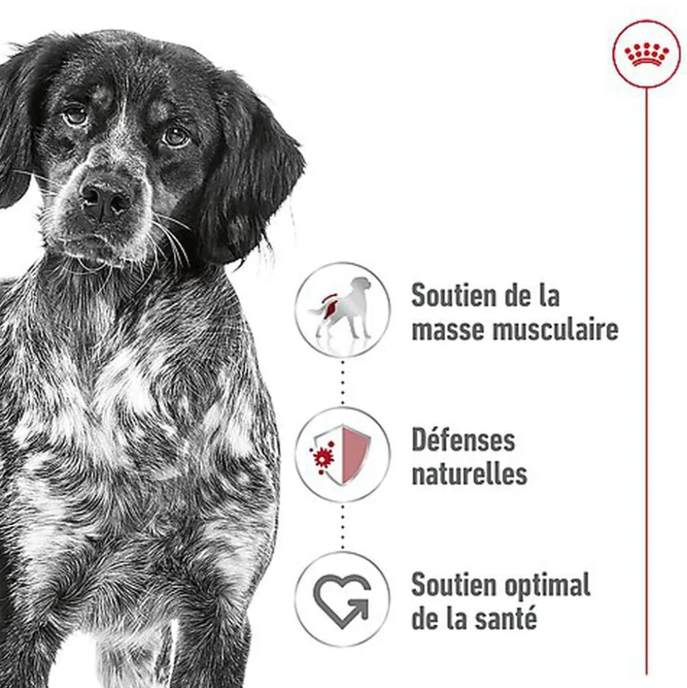 Royal Canin - Sachet Fraicheur Medium Adult En Sauce Pour Chiens - 10x140g