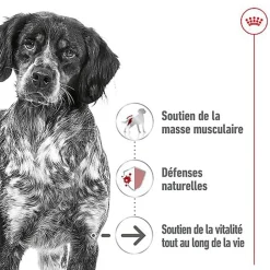 ROYAL CANIN - SACHET FRAICHEUR MEDIUM AGEING 10+ en sauce POUR CHIENS SENIORS - 10x140g