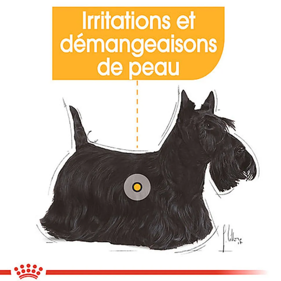 Royal Canin - Sachets Dermacomfort en Mousse pour Chien - 12X85g