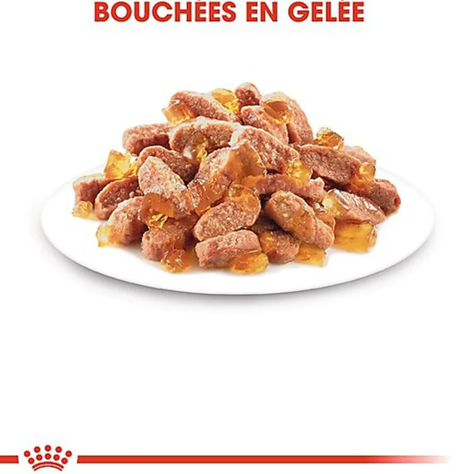 Royal Canin - Sachets Kitten Instinctive en Gelée pour Chaton - 12x85g