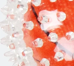 Tootoy! - Balle Basketball