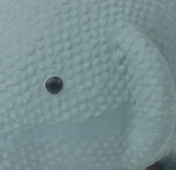 Tootoy! - Mini Eléphant Chiot