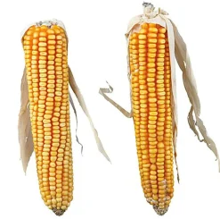 Trixie - Epis de maïs avec éclat 2 Pcs -250 g