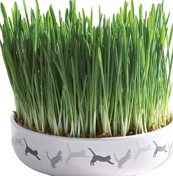 Trixie - Herbe à chats avec gamelle en céramique - 15 x 4 cm 50 g