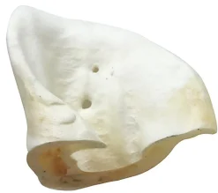 Wouapy - Friandises Oreilles de Porc Soufflées pour Chien