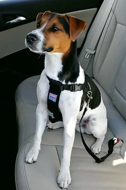 Zolux - Harnais de Sécurité Auto pour Chien