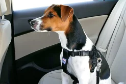 Zolux - Harnais de Sécurité Auto pour Chien