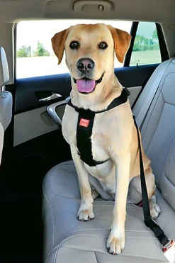 Zolux - Harnais de Sécurité Auto pour Chien