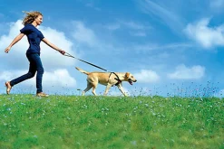 Zolux - Harnais de Sécurité Auto pour Chien