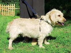 Zolux - Harnais de Sécurité Auto pour Chien