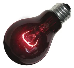 Zoomed - Ampoule chauffante infrarouge nocturne pour terrarium - 60W
