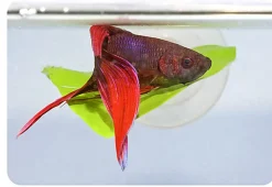 Zoomed - Feuille artifcielle avec ventouse pour Betta