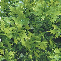 Zoomed - Plante Artificielle Australian pour Terrarium - 46cm