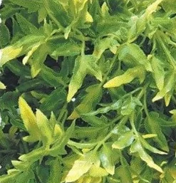 Zoomed - Plante Bolivian pour Terrarium