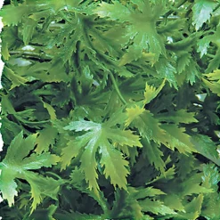 Zoomed - Plante Cannabis pour Terrarium