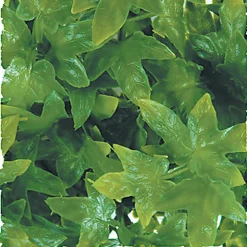 Zoomed - Plante Congo Ivy pour Terrarium