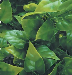 Zoomed - Plante Mexican pour Terrarium